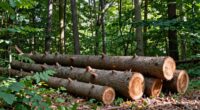 strategic tree felling plan