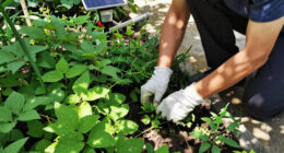 When Are You Too Old To Pull Weeds? Experts Weigh In
